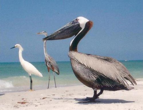Pelican-and-other-birds